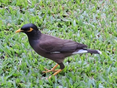 Acridotheres tristis tristis
