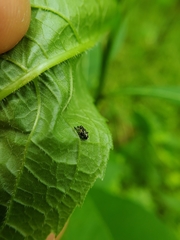 Cylindrocopturus quercus