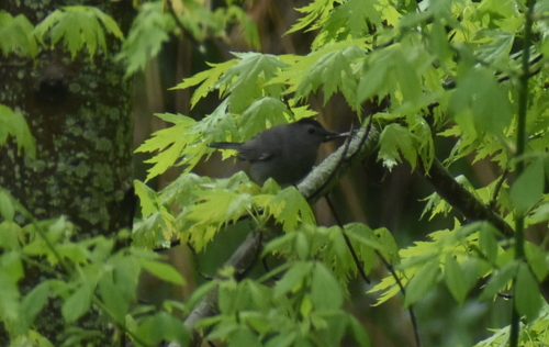 Gray Catbird photographed in Indiana