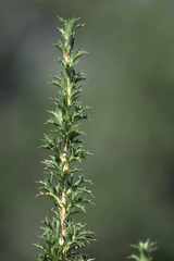 Cliffortia phillipsii