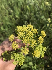 Polytaenia nuttallii