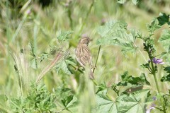 Passer domesticus