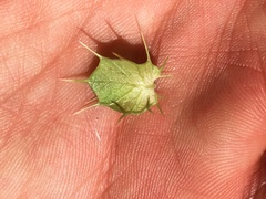 Acanthomintha obovata cordata