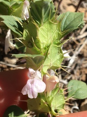 Acanthomintha obovata cordata