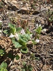 Acanthomintha obovata cordata