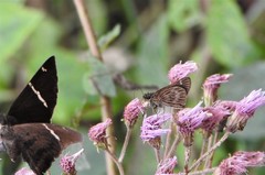 Vehilius stictomenes