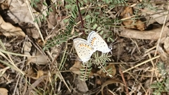 Icaricia lupini texanus
