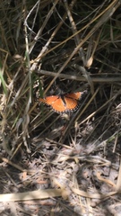 Limenitis archippus obsoleta