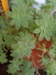 Sedum palmeri