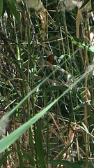 Limenitis archippus obsoleta