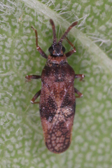 Leptoypha mutica