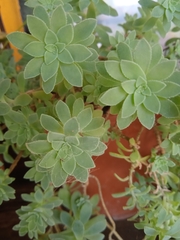 Sedum palmeri