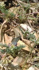 Icaricia lupini texanus