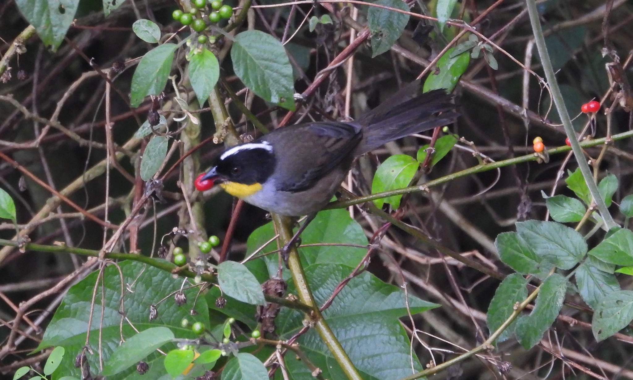 White-naped Brushfinch (Atlapetes albinucha)
