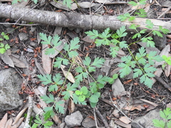 Ligusticum apiifolium