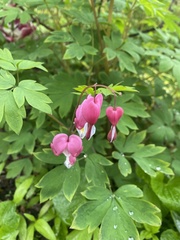 Lamprocapnos spectabilis