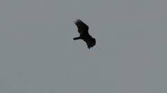 Cathartes aura septentrionalis