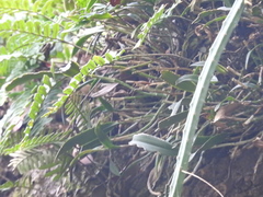 Epidendrum conopseum