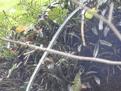 Epidendrum conopseum