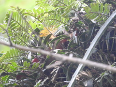Epidendrum conopseum