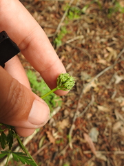 Ligusticum apiifolium