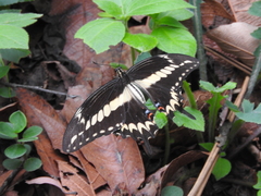 Heraclides ornythion