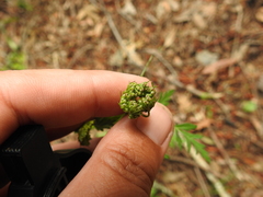 Ligusticum apiifolium