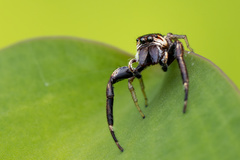 Hentzia vittata