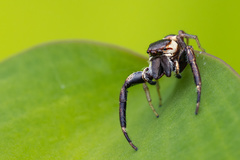 Hentzia vittata
