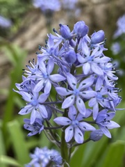 Hyacinthoides italica