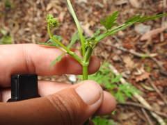 Ligusticum apiifolium