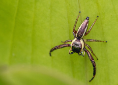 Hentzia vittata