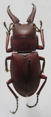 Prosopocoilus