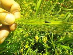 Coccinella septempunctata
