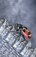 Hippodamia parenthesis