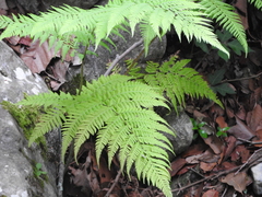 Amauropelta concinna
