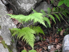Amauropelta concinna
