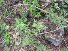 Ligusticum apiifolium