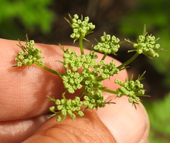 Ligusticum apiifolium