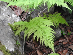 Amauropelta concinna