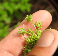 Ligusticum apiifolium