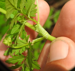 Ligusticum apiifolium