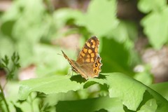 Pararge aegeria