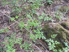 Ligusticum apiifolium