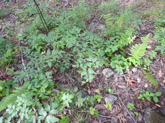 Angelica californica