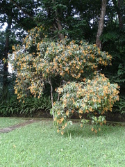 Palicourea padifolia