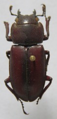 Prosopocoilus
