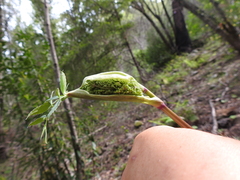 Angelica californica