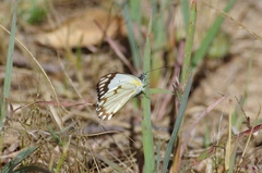 Belenois creona severina
