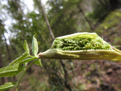 Angelica californica